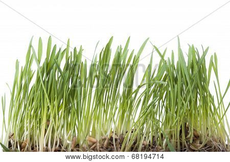 Green grass