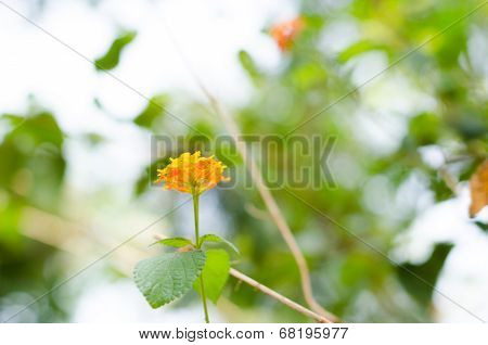 Lantana Or Wild Sage Or Cloth Of Gold