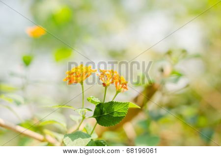 Lantana Or Wild Sage Or Cloth Of Gold