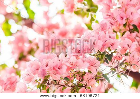 Paper Flowers Or Bougainvillea