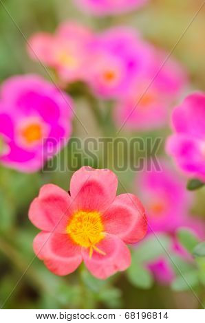 Common Purslane Or Verdolaga Or Pigweed Or Little Hogweed Or Pusley