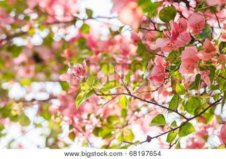 Paper Flowers Or Bougainvillea