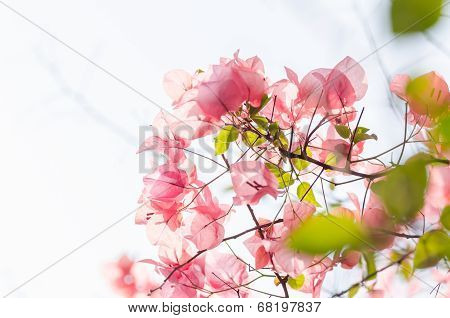 Paper Flowers Or Bougainvillea