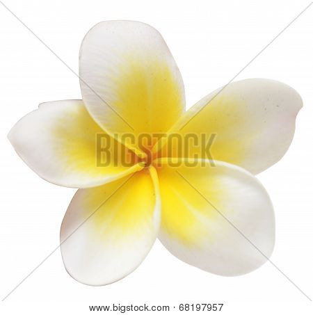 Frangipani