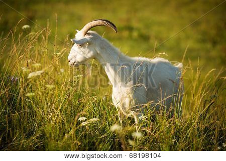 White Goat Eating Grass On Green Meadow
