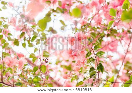 Paper Flowers Or Bougainvillea