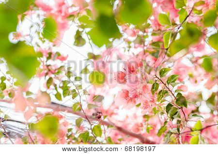 Paper Flowers Or Bougainvillea