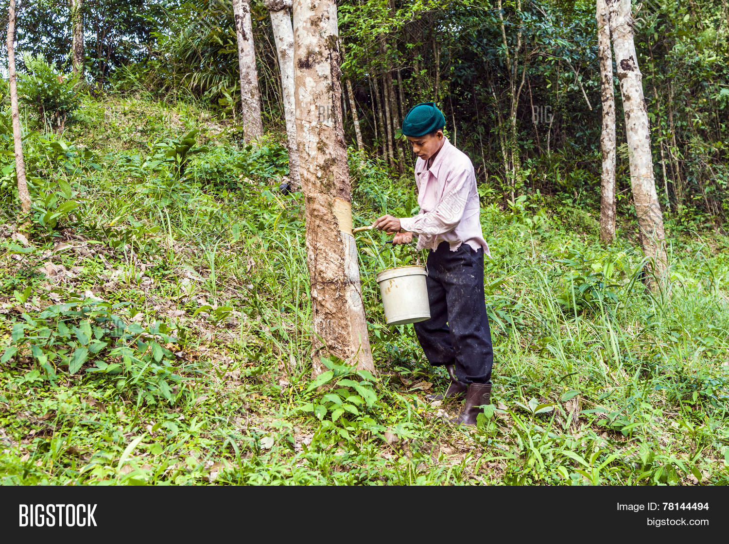 Бабка и яблоня. Финиковые плантации в алжире. Кронирование облепихи. Чага нá деревьях. Сборщик кедровых шишек.