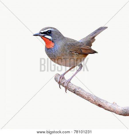 Siberian Rubythroat Bird