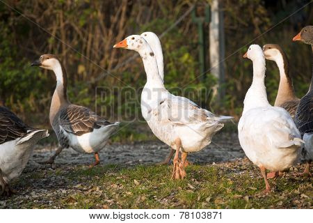 Geese Ducks In Poultry Farm Rural Scene