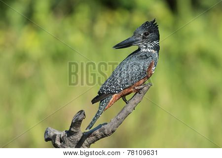 Giant Kingfisher (megaceryle Maxima) Female Looking Back Over Her Shoulder