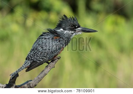 Giant Kingfisher (megaceryle Maxima) Female With Ruffled Feathers