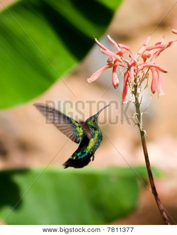 flores beija-flor e aloe