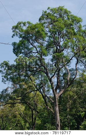 Big Tree In Forest