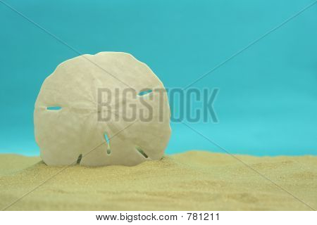 Sand Dollar
