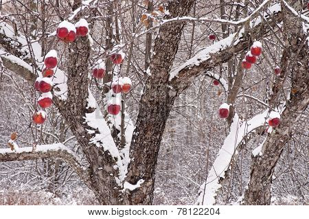 Apple Tree after Fresh Snowfall