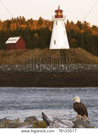 Eagle perched in front of a lighthouse