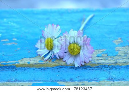 Daisy On Blue
