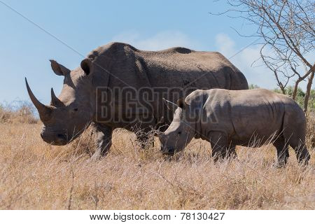 Rhinos