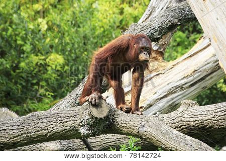Female Bornean orangutan