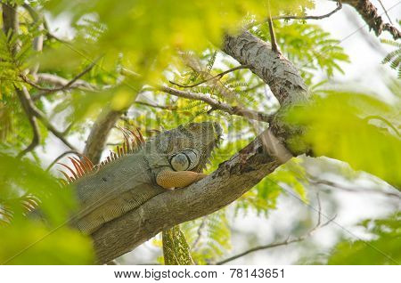 Lizzard On The Tree