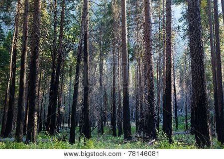 Enchanted Magical Forest