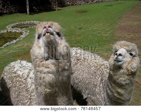 Huacaya Alpaca