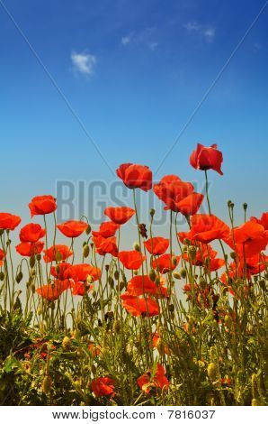 Coquelicots