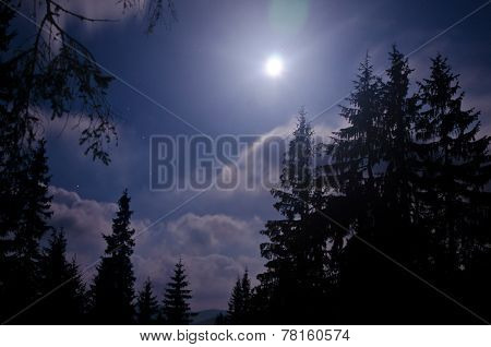 Starry Night And Dark Forest. Carpathisn Mountains