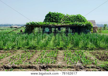 Farmer House