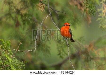 Vermillion Flycatcher Male