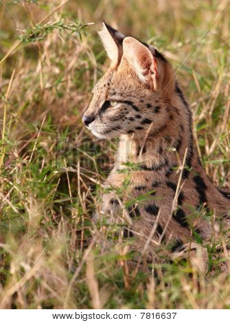 Serval แอฟริกา (leptailurus Serval)