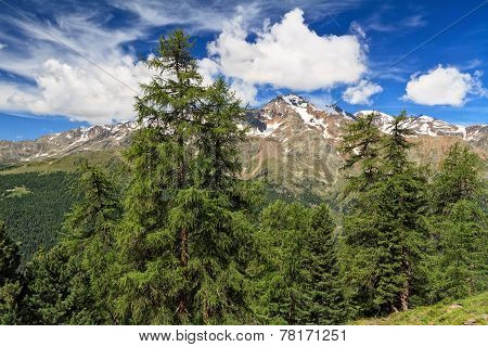 Trentino - High Pejo Valley