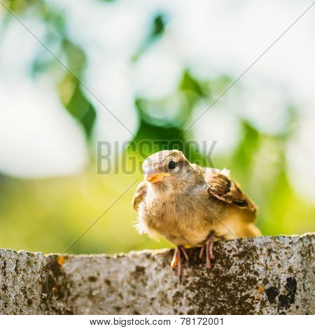 House Sparrow (passer Domesticus) On Fence