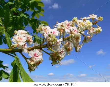 Aesculus hippocastanum