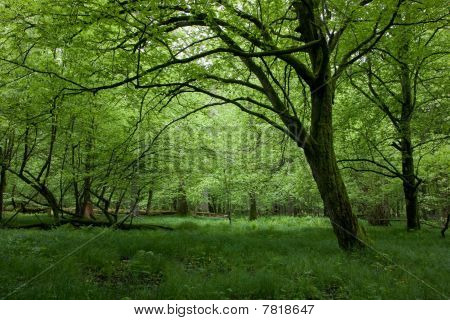 ร่มผลัดใบยืน Bialowieza ป่าใน Springtime