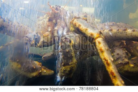 Seafood. Crab In Aquarium