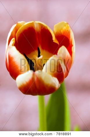 Tulip