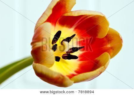 Tulip