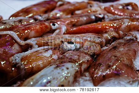 Squid
