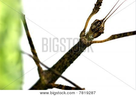 Walkingstick
