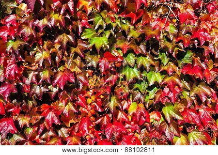 Wild Wine Leaves