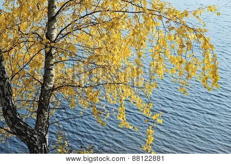 Yellow Birch Leaves On A Background Of Water.