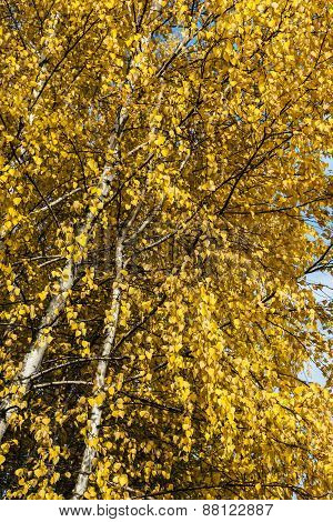 Yellow Birch Leaves