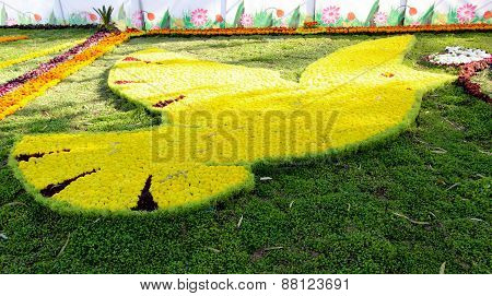 Flowers Gallery in Baghdad