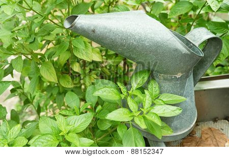 A Watering Can With Sweet Basil Leaf