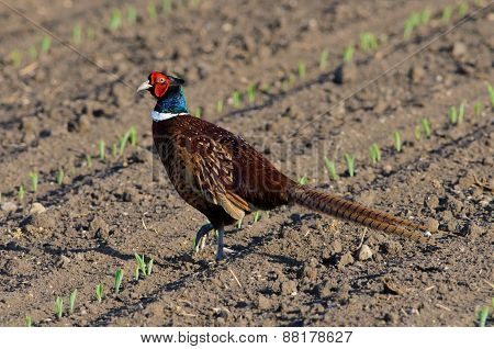 Common Pheasant