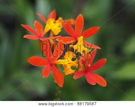 Epidendrum