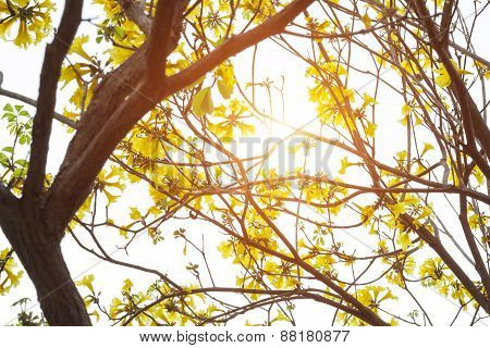 Golden tree, Yellow pui
