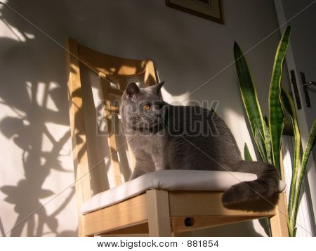 短毛猫
